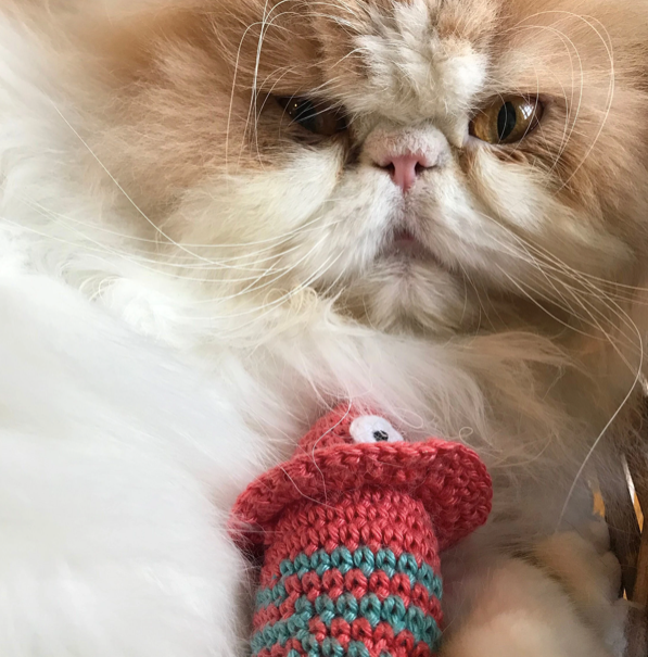 Cat Toy Crochet Kit. Everything you need to make your cat a 'Finn the Fish' Catnip Toy in luxury 100 % Cotton Yarn & Organic Catnip.